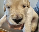 Small Photo #2 Golden Retriever Puppy For Sale in MESA, AZ, USA