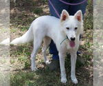 Small #1 American Eskimo Dog-Golden Retriever Mix