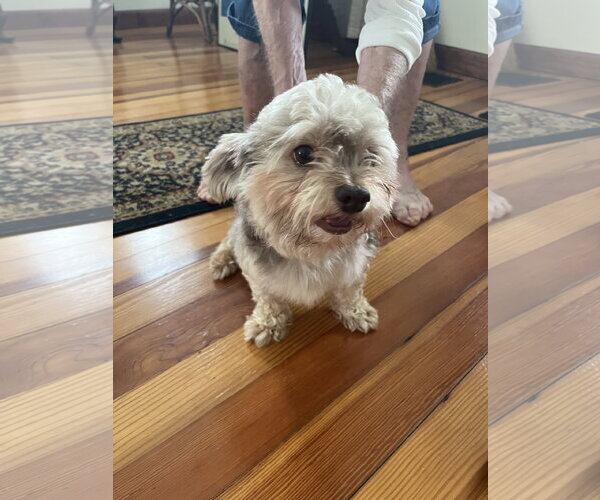 Medium Photo #6 Havanese Puppy For Sale in Alexandria, KY, USA