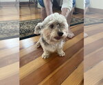 Small #5 Havanese