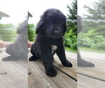 Puppy Panda Newfoundland-Otterhound Mix