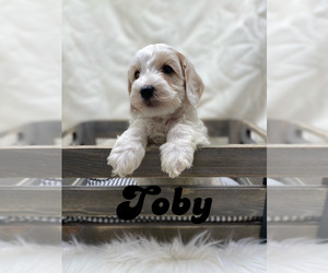 Australian Labradoodle Puppy for sale in ROCKTON, IL, USA