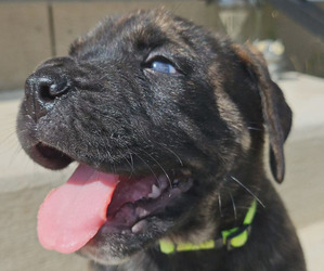 Mastiff-Olde English Bulldogge Mix Puppy for sale in CHAMBERSBURG, PA, USA