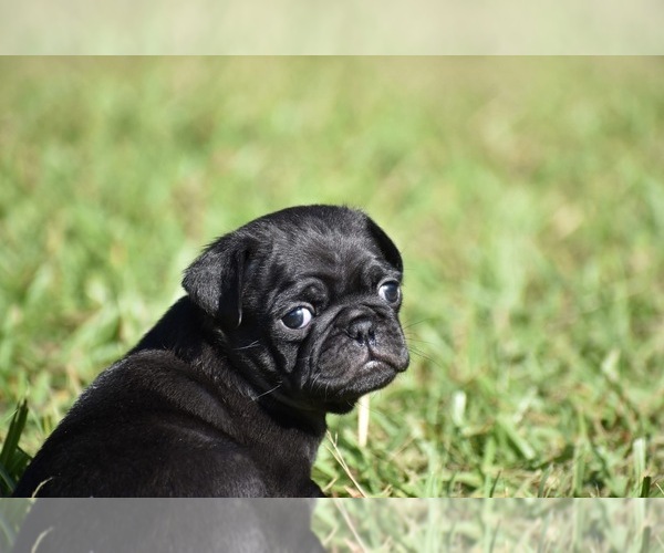Medium Photo #6 Pug Puppy For Sale in PALM COAST, FL, USA