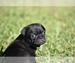 Small #5 Pug