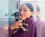 Small Chiweenie