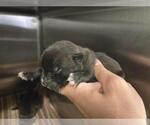 Small American Staffordshire Terrier Mix