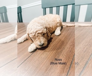 Goldendoodle Puppy for sale in DUBLIN, GA, USA