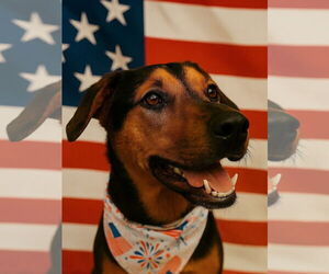 Doberman Pinscher-Unknown Mix Dogs for adoption in Houston, TX, USA