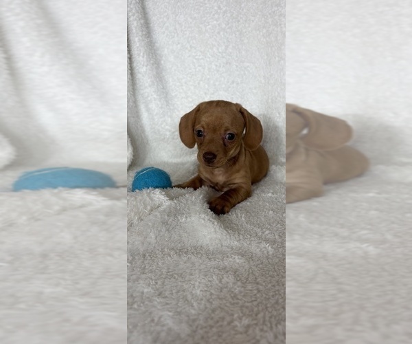 Medium Photo #4 Dachshund Puppy For Sale in GREENFIELD, IN, USA