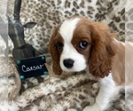 Image preview for Ad Listing. Nickname: Cash