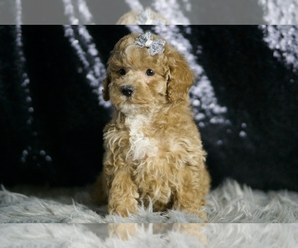 Medium Photo #36 Maltipoo (Miniature) Puppy For Sale in WARSAW, IN, USA