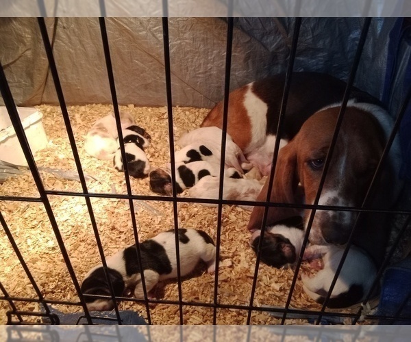 Medium Photo #5 Basset Hound Puppy For Sale in CINCINNATUS, NY, USA
