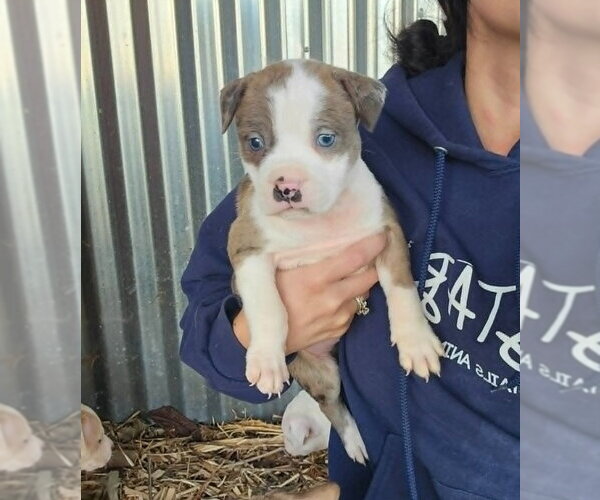 Medium Photo #3 American Pit Bull Terrier-Catahoula Leopard Dog Mix Puppy For Sale in Frankenmuth, MI, USA