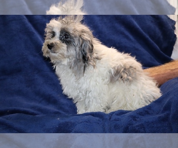Medium Photo #18 ShihPoo Puppy For Sale in DYERSBURG, TN, USA