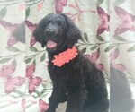 Small Photo #14 Goldendoodle Puppy For Sale in ARTESIA, CA, USA