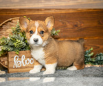 Puppy Willow Pembroke Welsh Corgi