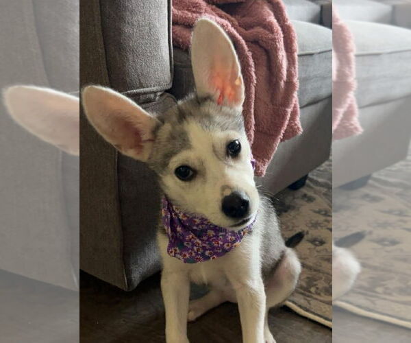 Medium Photo #1 Siberian Husky Puppy For Sale in Matawan, NJ, USA