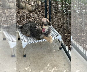 Marley - Male Mutt Dog for Adoption - Photo #4