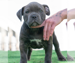 Small Photo #14 American Bully Puppy For Sale in SANTA CRUZ, CA, USA