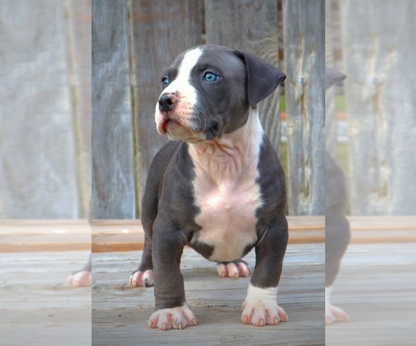 Medium Photo #6 American Bully Puppy For Sale in LOS ANGELES, CA, USA