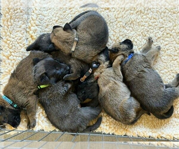 Medium Photo #1 Mutt Puppy For Sale in Imlay City, MI, USA