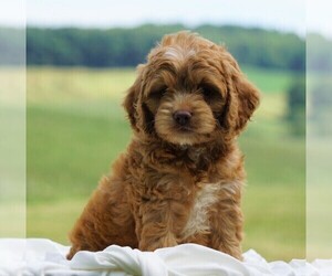 Cocker Spaniel-Poodle (Miniature) Mix Puppy for sale in FREDERICKSBG, OH, USA