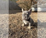 Small #4 French Bulldog