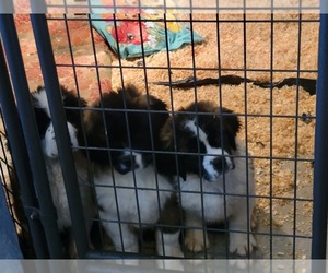 Saint Bernard Puppy for sale in BRUSH PRAIRIE, WA, USA
