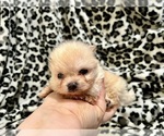 Small #2 Pomeranian