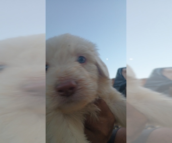 Medium Photo #15 Labradoodle Puppy For Sale in DIXON, CA, USA
