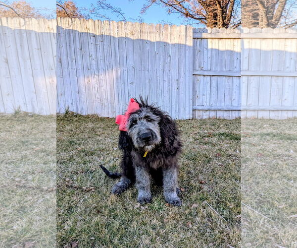 Medium Photo #4 Poodle (Standard) Puppy For Sale in Sandy, UT, USA
