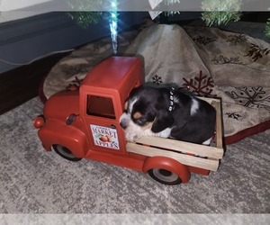 Beagle Puppy for Sale in HONDO, Texas USA