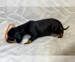 Small Photo #21 Black and Tan Coonhound-Bluetick Coonhound Mix Puppy For Sale in OAK HILLS, CA, USA