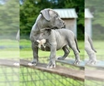 Small #5 American Bully