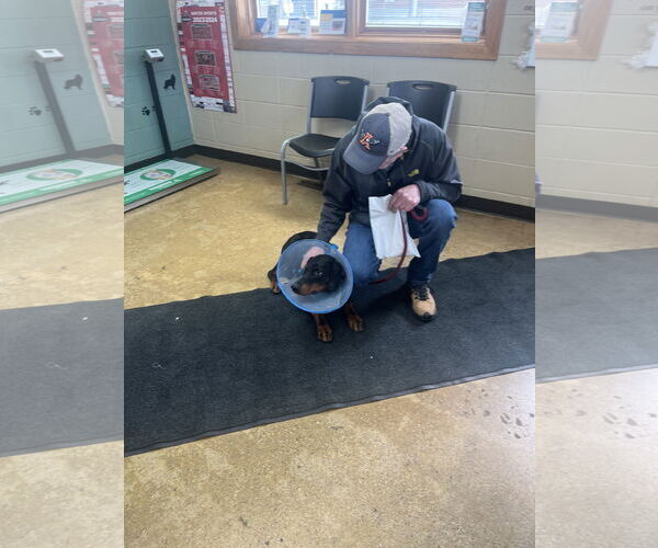 Medium Photo #9 Doberman Pinscher Puppy For Sale in Buffalo, MN, USA