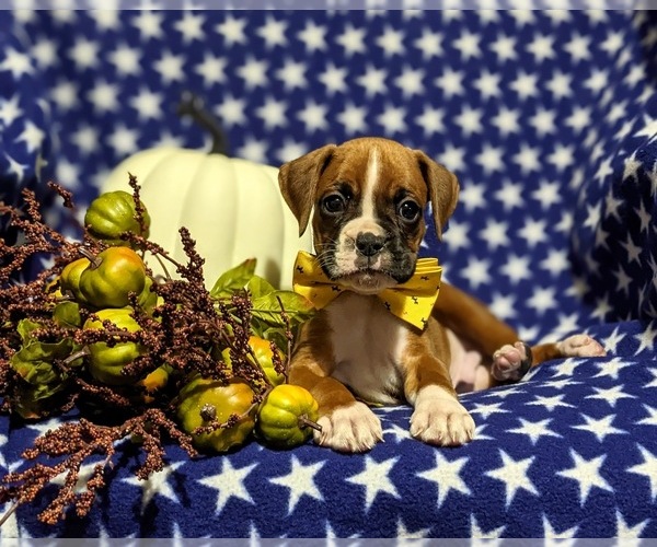 Medium Photo #7 Boxer Puppy For Sale in QUARRYVILLE, PA, USA