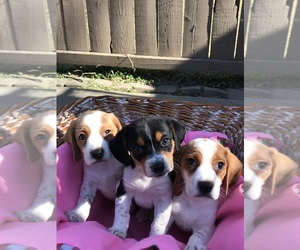 Beagle Puppy for sale in CHESTERFIELD, MI, USA