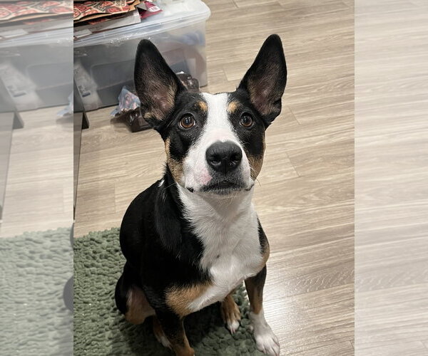 Medium Photo #1 Australian Kelpie-Unknown Mix Puppy For Sale in Fort Collins, CO, USA