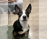 Small Australian Kelpie Mix