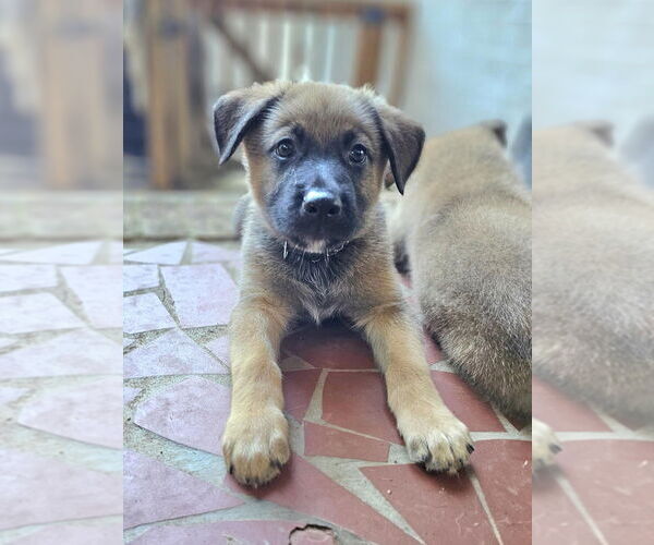 Medium Photo #6 German Shepherd Dog-Unknown Mix Puppy For Sale in Raleigh, NC, USA