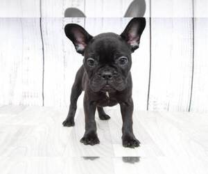 French Bulldog Puppy for sale in MARIETTA, GA, USA