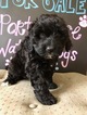 Small Photo #3 Portuguese Water Dog Puppy For Sale in CALHOUN, GA, USA
