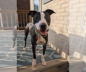 Mutt Dogs for adoption in Springdale, PA, USA