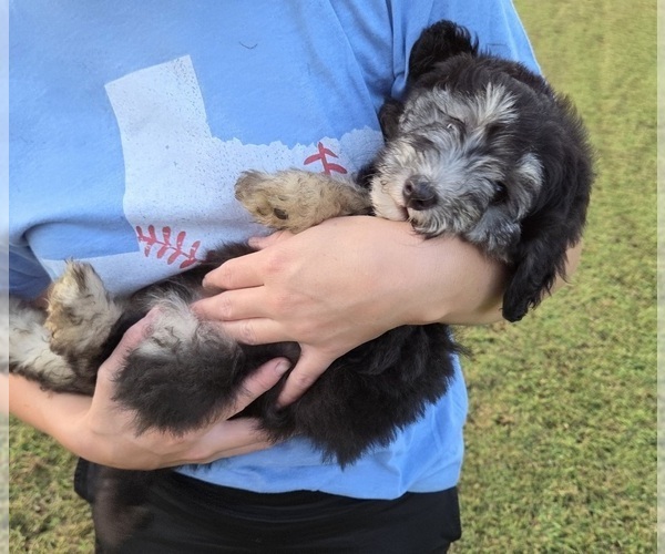 Medium Photo #4 Aussiedoodle Puppy For Sale in WILLS POINT, TX, USA