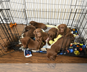Labrador Retriever Dogs for adoption in Clovis, CA, USA