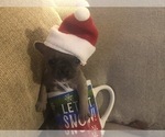 Small Photo #17 French Bulldog Puppy For Sale in NAPLES, FL, USA