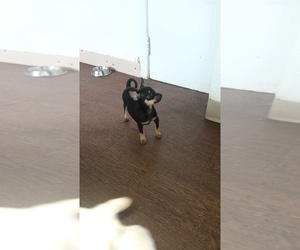 Rat Terrier Puppy for sale in BOSTON, MA, USA