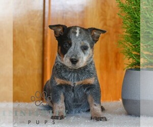 Australian Cattle Dog Puppy for sale in ATGLEN, PA, USA