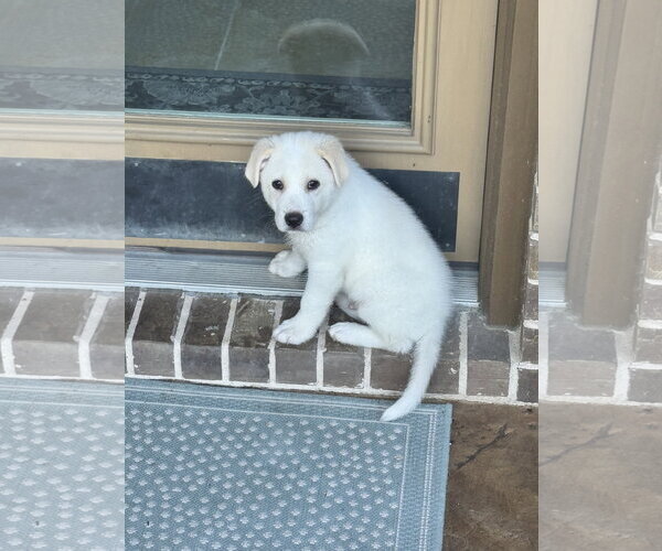Medium Photo #4 Great Pyrenees-Unknown Mix Puppy For Sale in The Woodlands, TX, USA